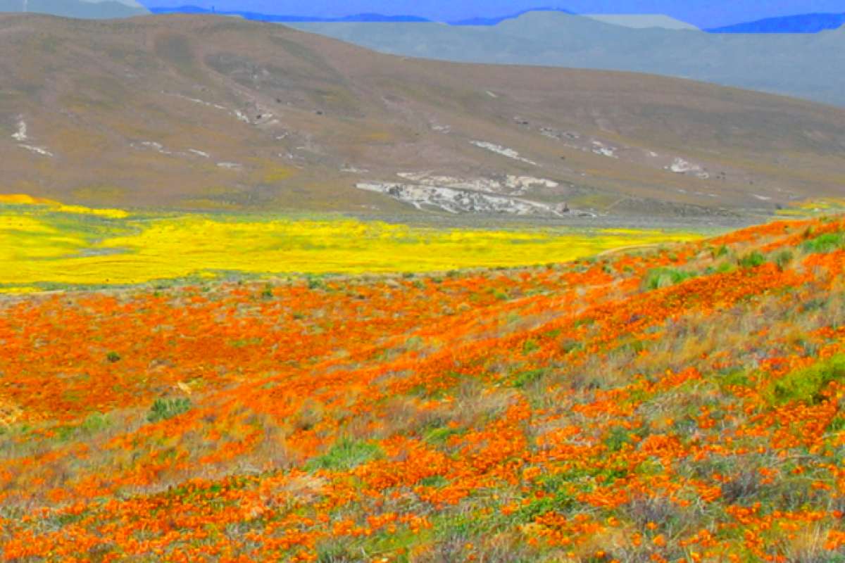 Blog: Changing Mindsets: Dormancy May Lead to a Super Bloom